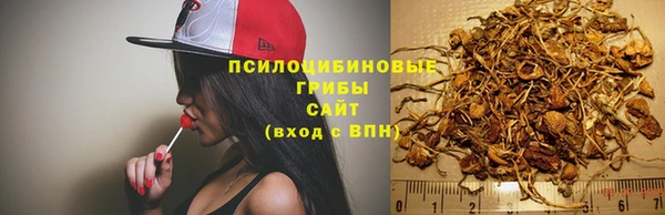 стаф Аркадак
